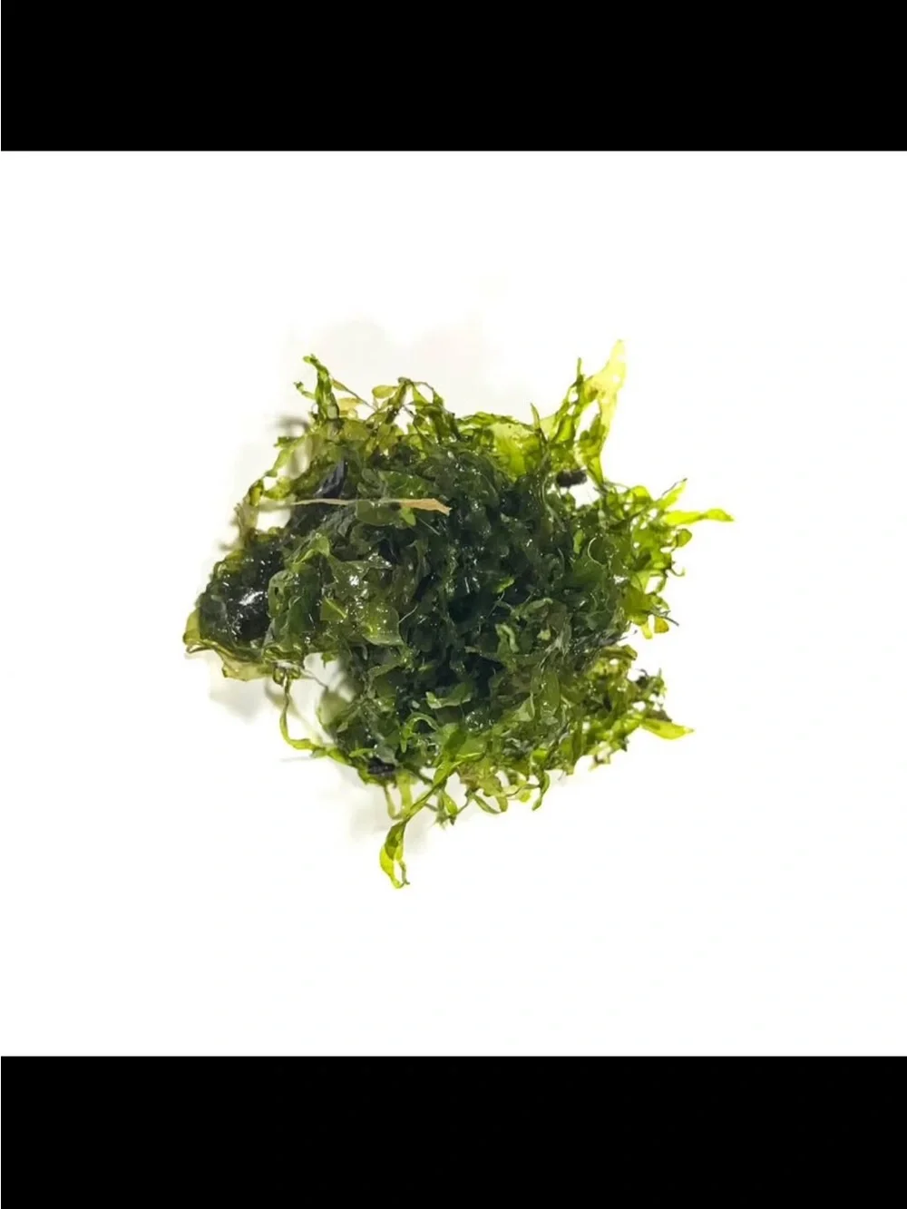 Live Aquarium Plant - Rare Subswassertang Moss for Freshwater Fish Tanks